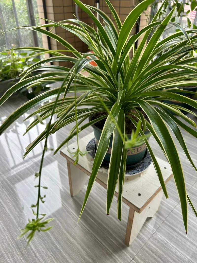 Thanh lọc không gian cùng cây Dây Nhện lọc không khí