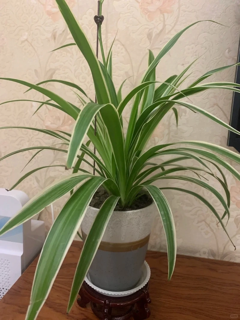 Góc học tập thư giãn nhờ cây Dây Nhện để bàn học