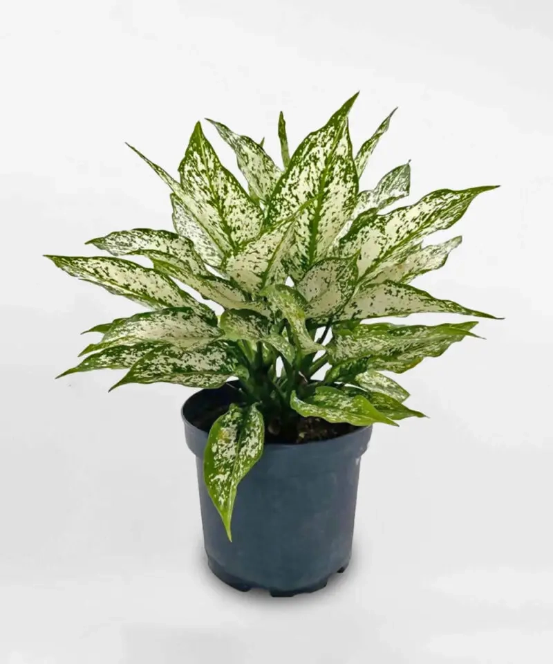 Cây kim ngân để bàn thờ thần tài hút tài lộc