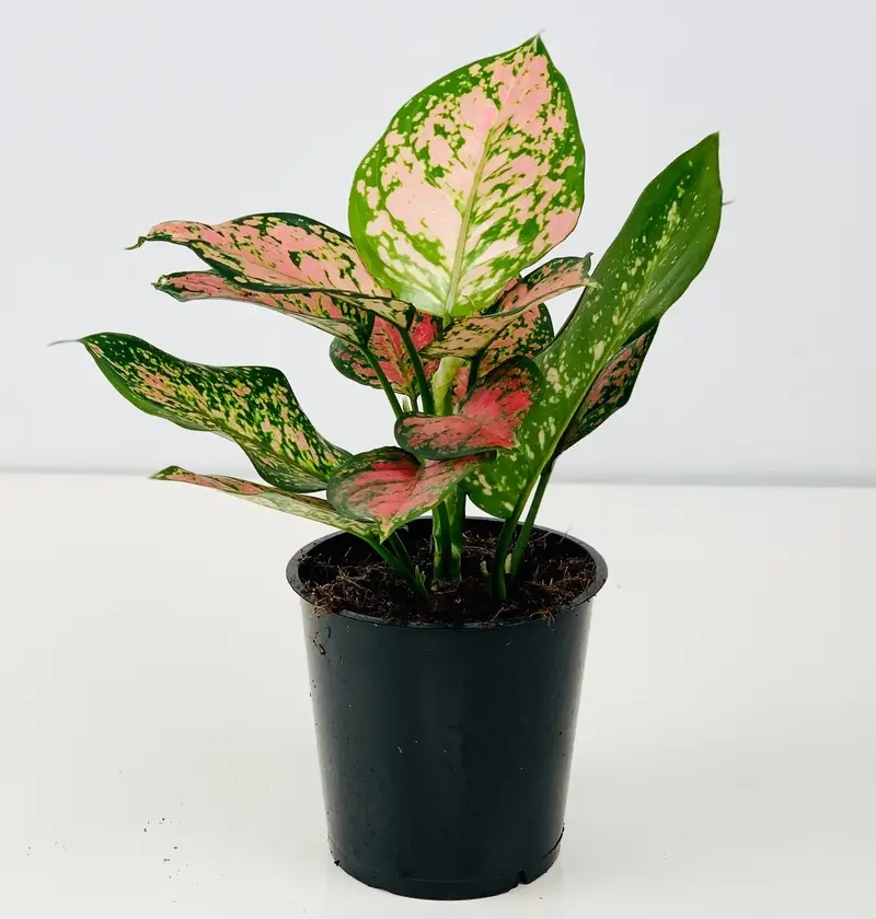 Cây kim tiền để bàn thờ thần tài mang thịnh vượng