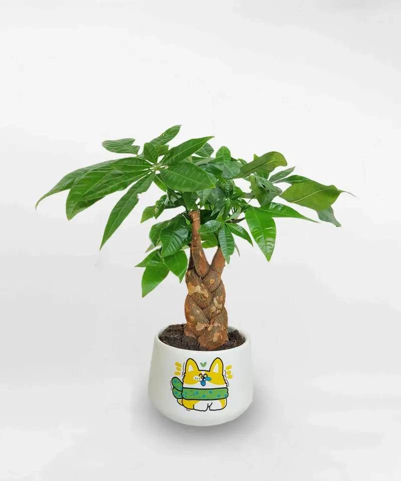 Cây phong thủy để bàn thờ thần tài cân bằng năng lượng