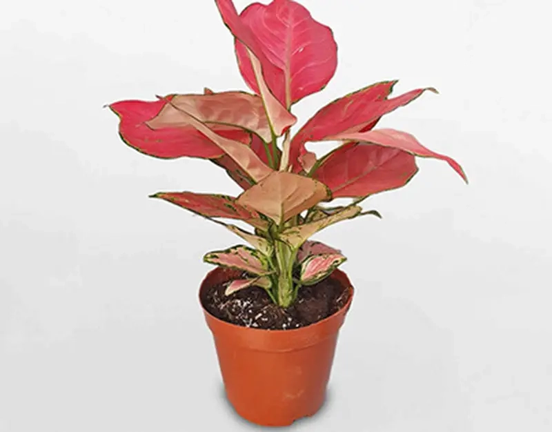 Cây phát lộc để bàn thờ thần tài tăng may mắn