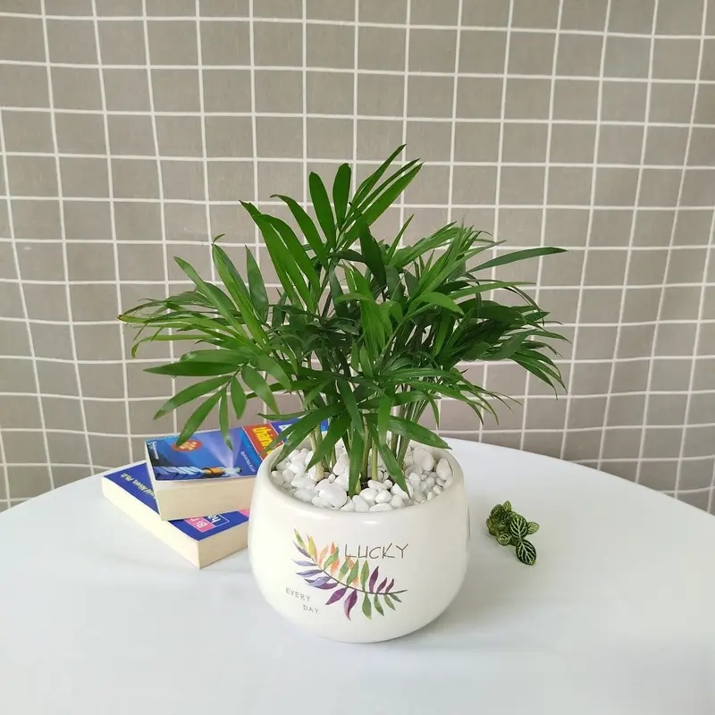 Cây thờ thần tài mang ý nghĩa linh thiêng và tài lộc