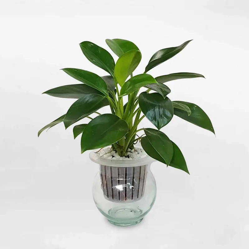 Cây để cạnh bàn thờ thần tài hợp phong thủy