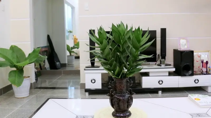 Khám phá cây để bàn thờ thần tài mang ý nghĩa gì