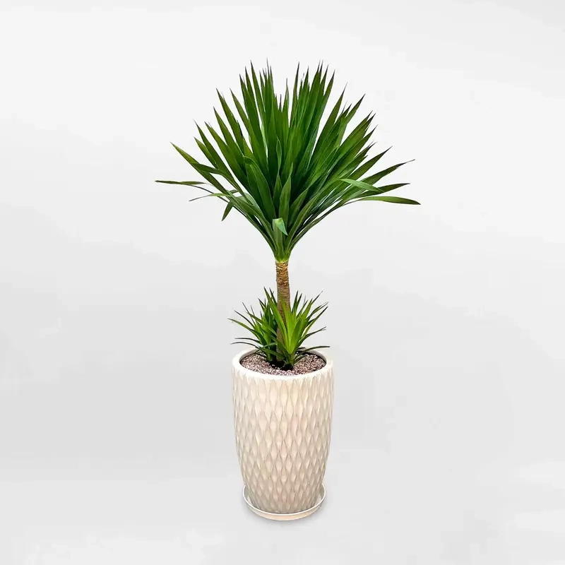 Cây để bàn thờ thần tài thu hút may mắn và tài lộc