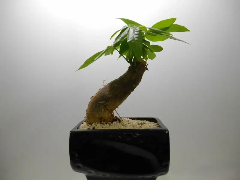 Cây để bàn thờ thần tài trong văn hóa tâm linh Việt