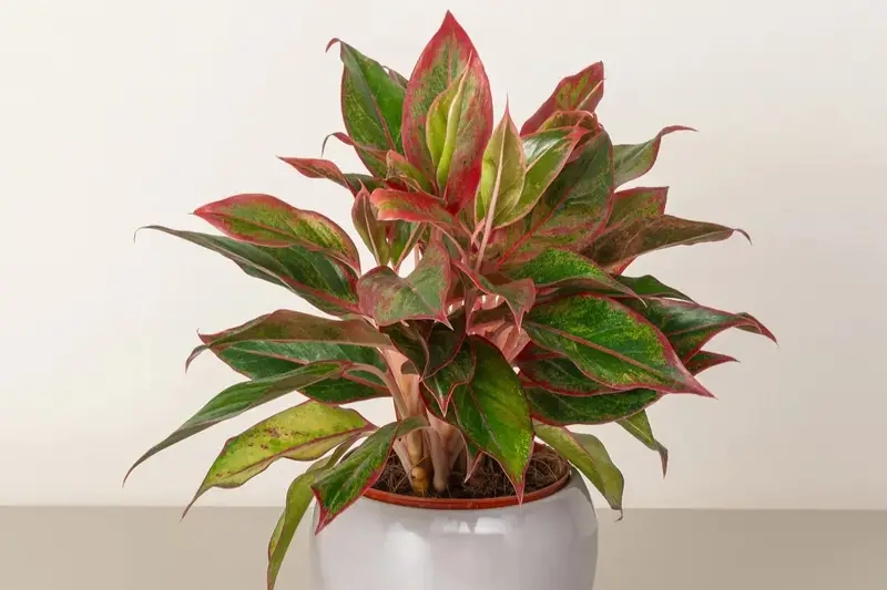 Cây để bàn thờ thần tài mang biểu tượng thịnh vượng