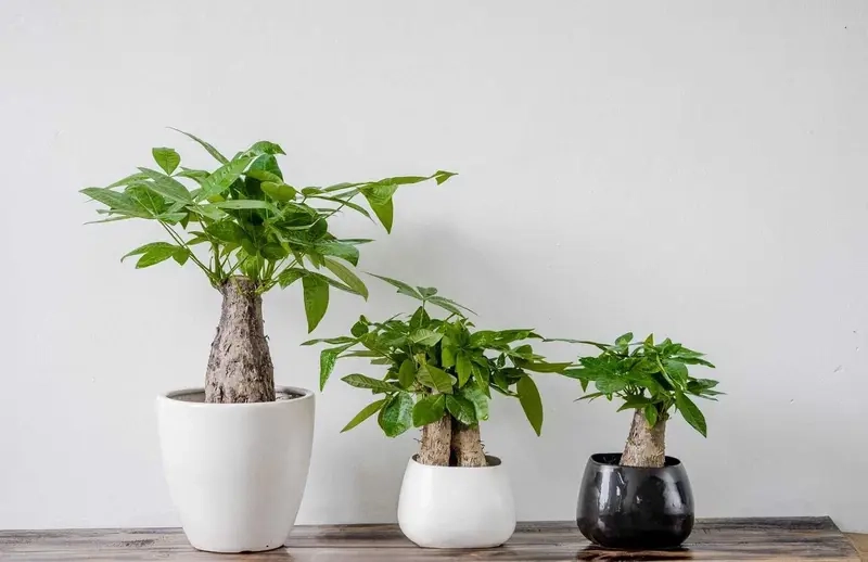 Cây Để Bàn Thờ Thần Tài hút tài lộc và may mắn cho gia chủ