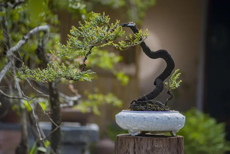 Xem bảng giá cây du bonsai xịn