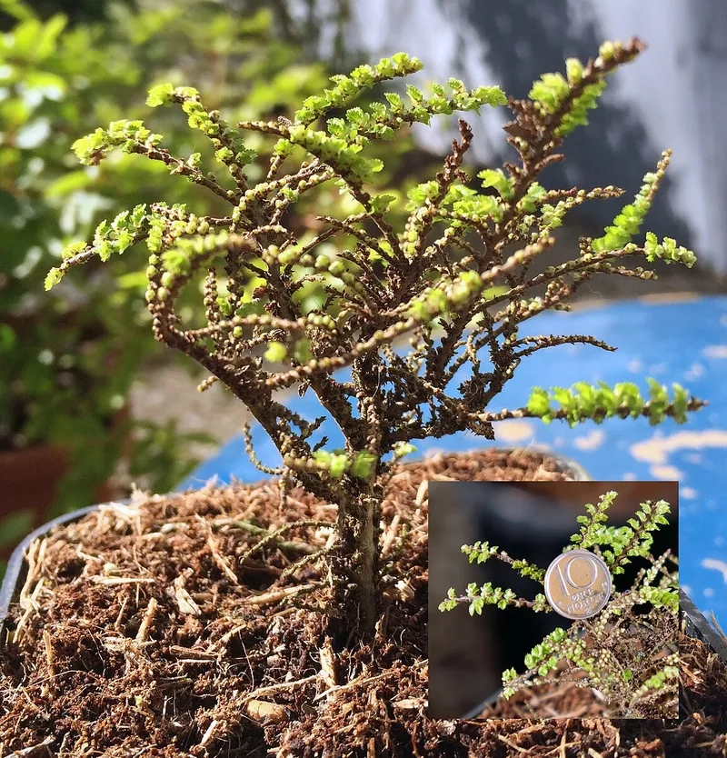 Kỹ thuật uốn cành cây du chuẩn