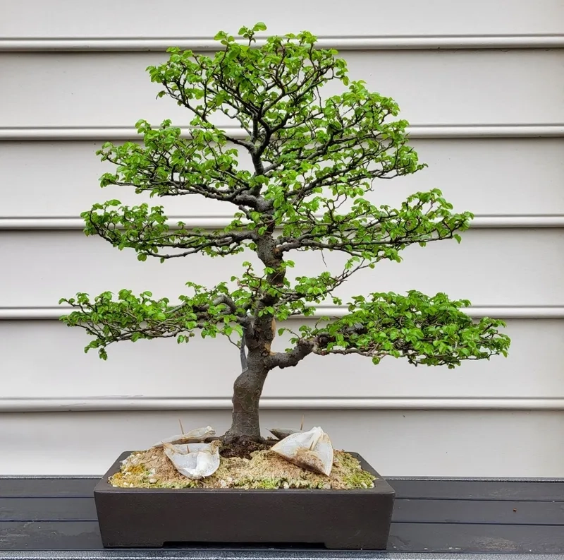 Mẫu cây du bonsai đẹp nghệ thuật