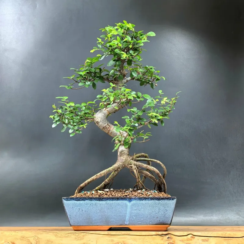 Đo kích thước lá cây du nhỏ li ti