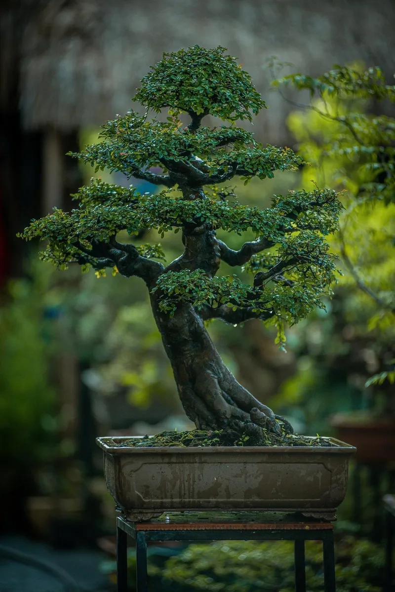 Mẫu cây du tàu bonsai cổ