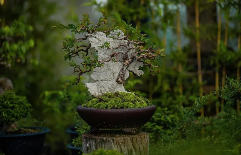 Vẻ đẹp cây du lá nhỏ xanh mướt