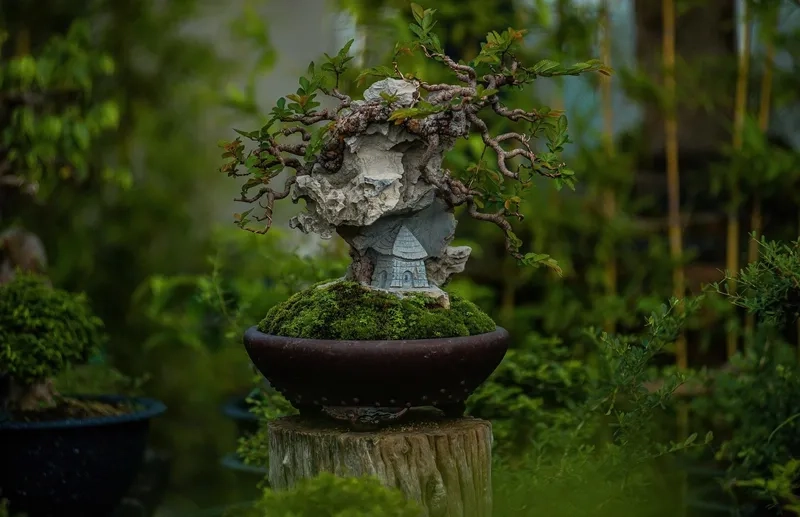 Chậu cây du bonsai mini để bàn