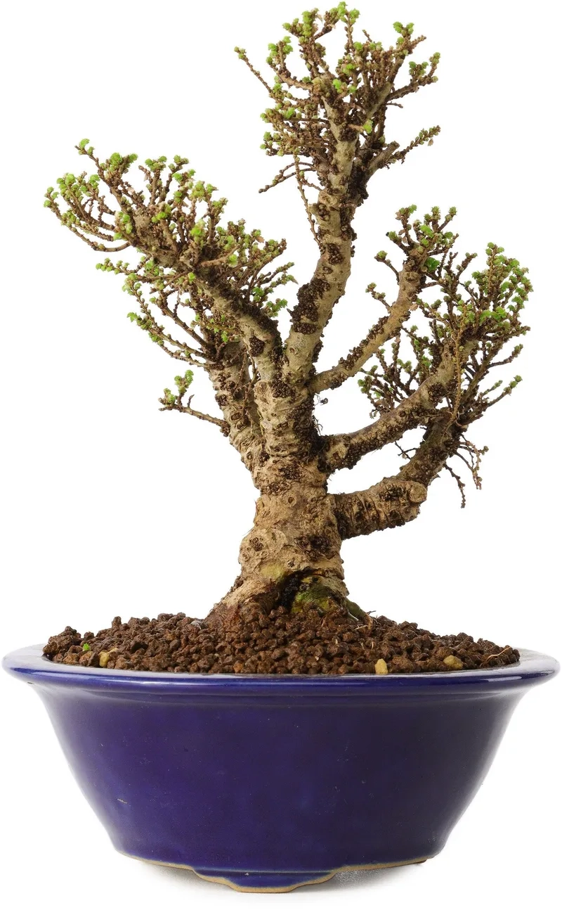 Thế cây du dáng trực uy nghi