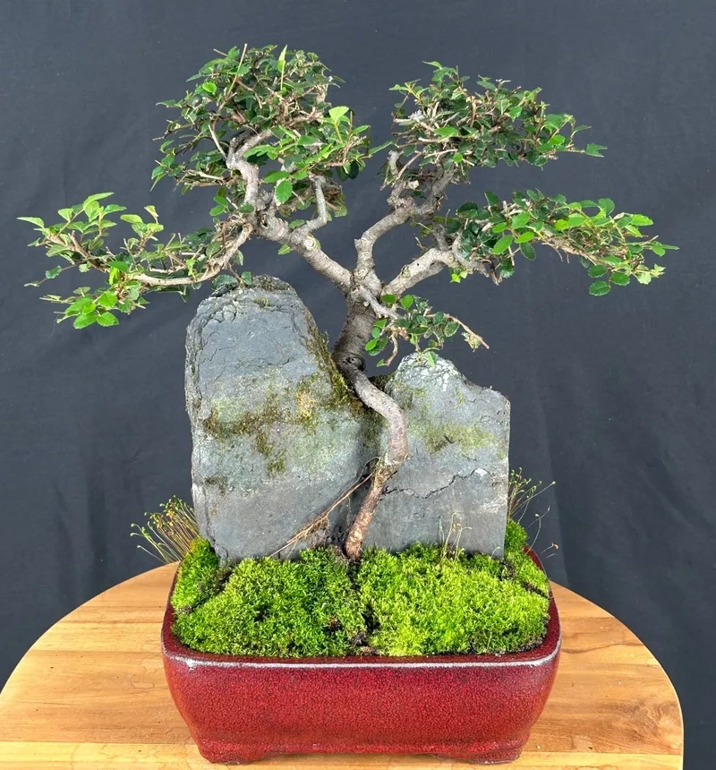 Kiểu cây du thác đổ phóng khoáng