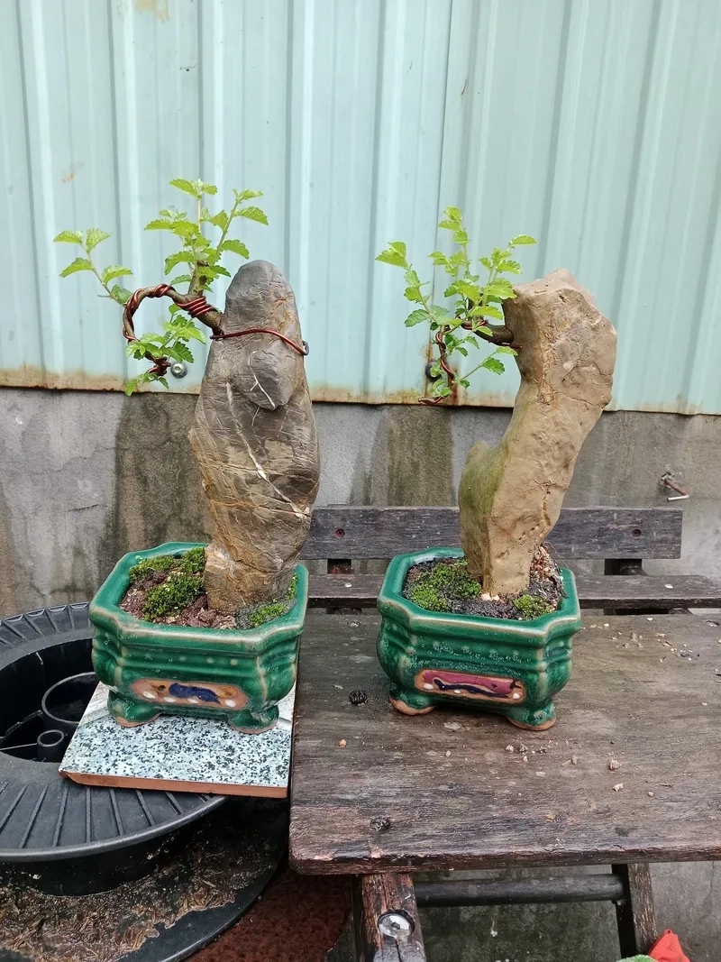 Loại đất trồng cây du thoát nước