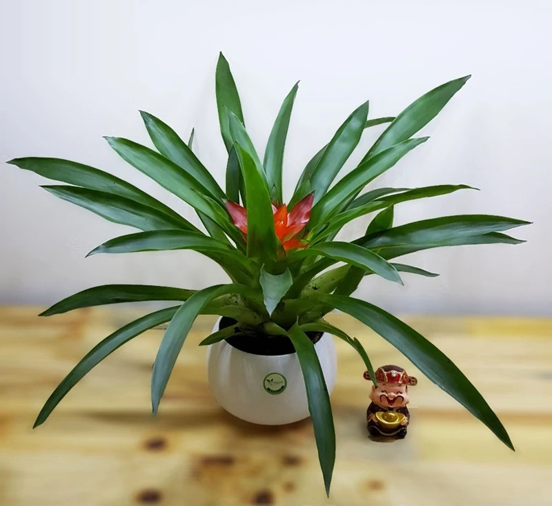 Đặc điểm nổi bật ấn tượng của cây dứa cảnh nến