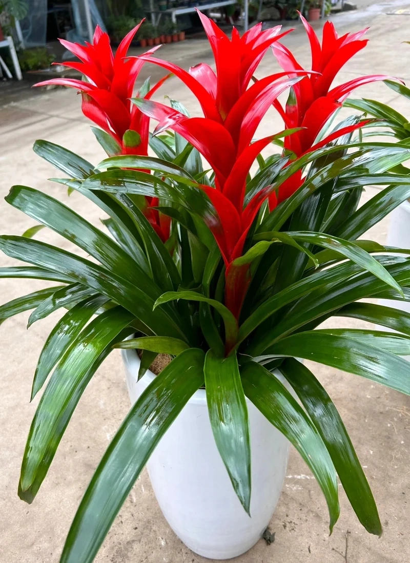 Cây dứa cảnh phong thủy thu hút may mắn tích cực