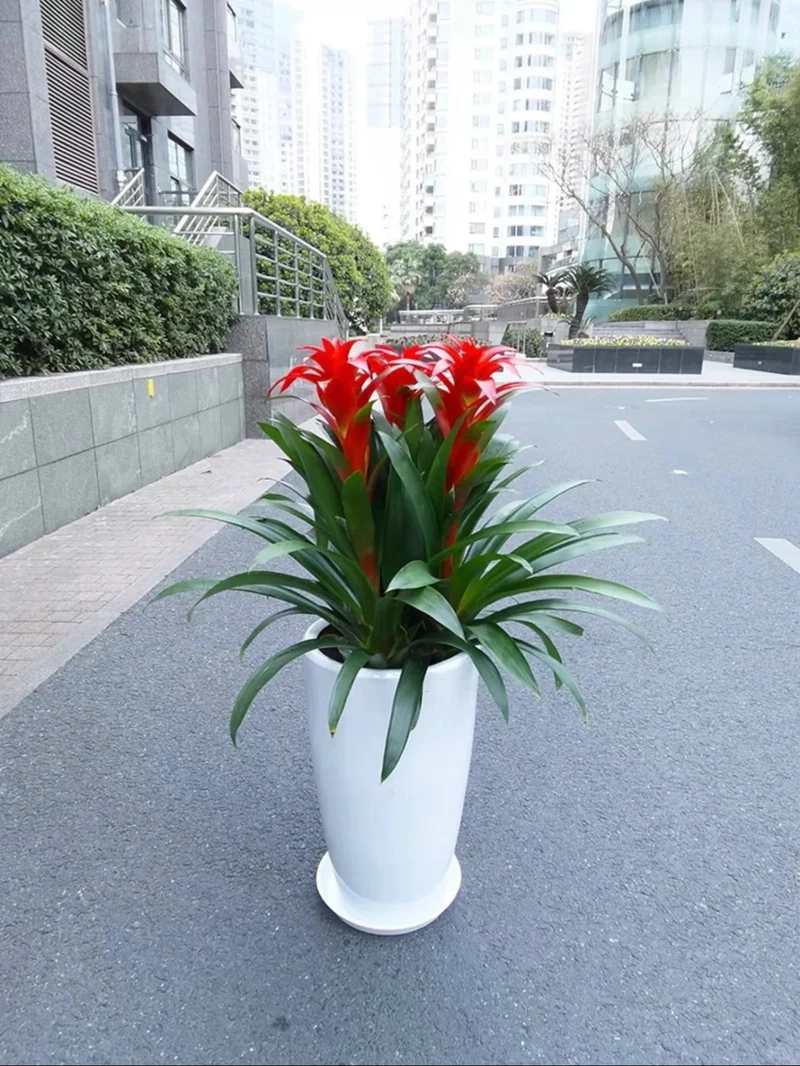 Cây dứa cảnh trang trí làm sáng không gian sống