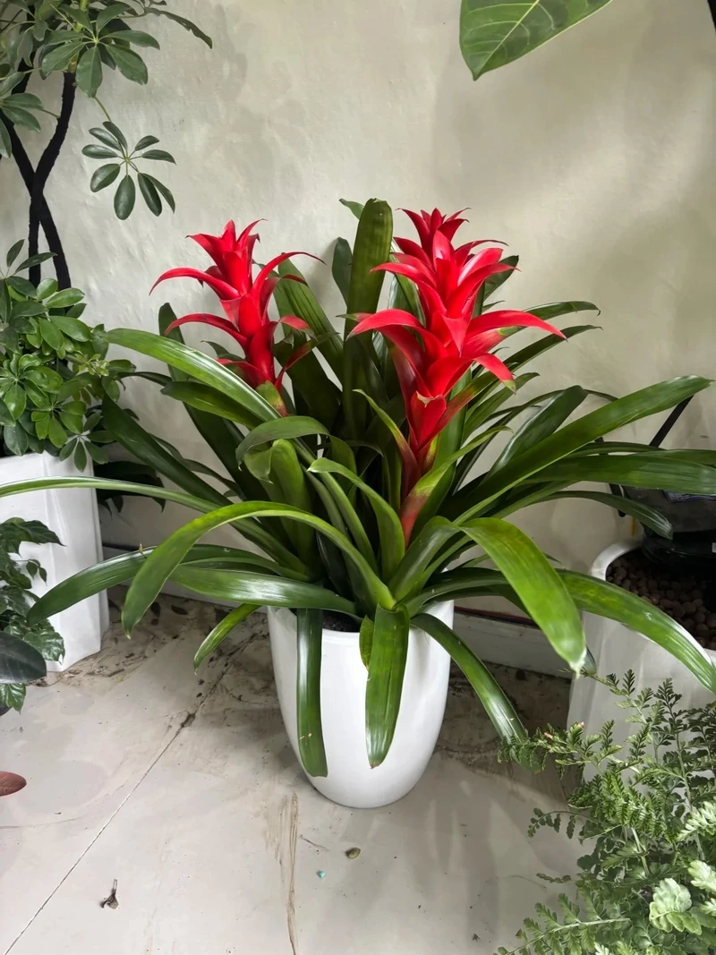 Cây dứa cảnh để bàn làm việc tăng cảm hứng mỗi ngày