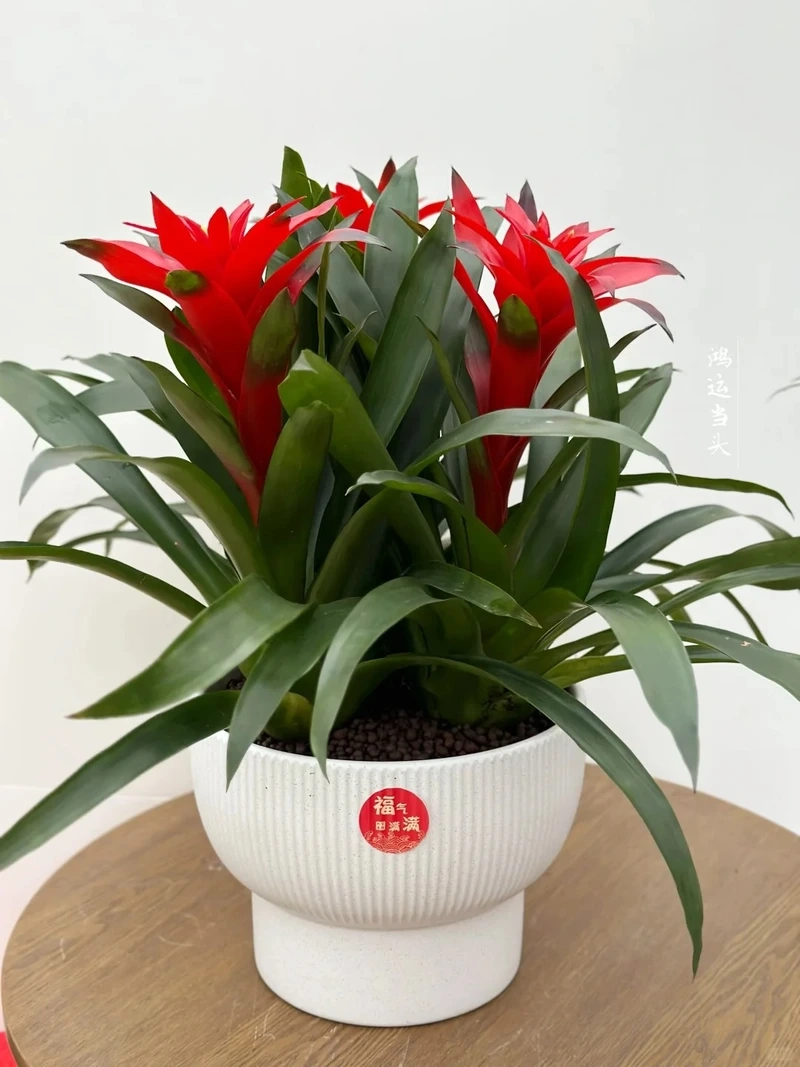 Dứa cảnh nến cảnh quan tạo điểm nhấn sinh động