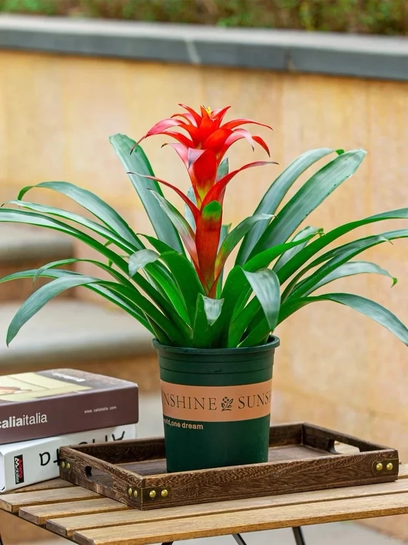 Cây dứa cảnh đẹp dễ gây ấn tượng ban đầu