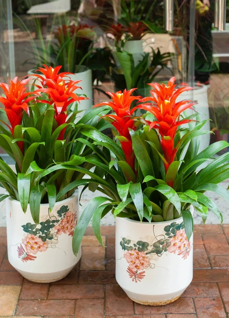 Dứa cảnh nến để phòng khách nổi bật tinh tế