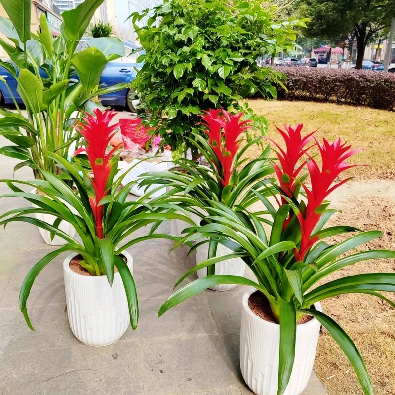 Dứa cảnh nến tiểu cảnh nhỏ xinh mà cuốn hút