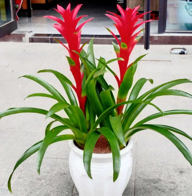 Dứa cảnh nến chụp ảnh lên hình rất bắt mắt