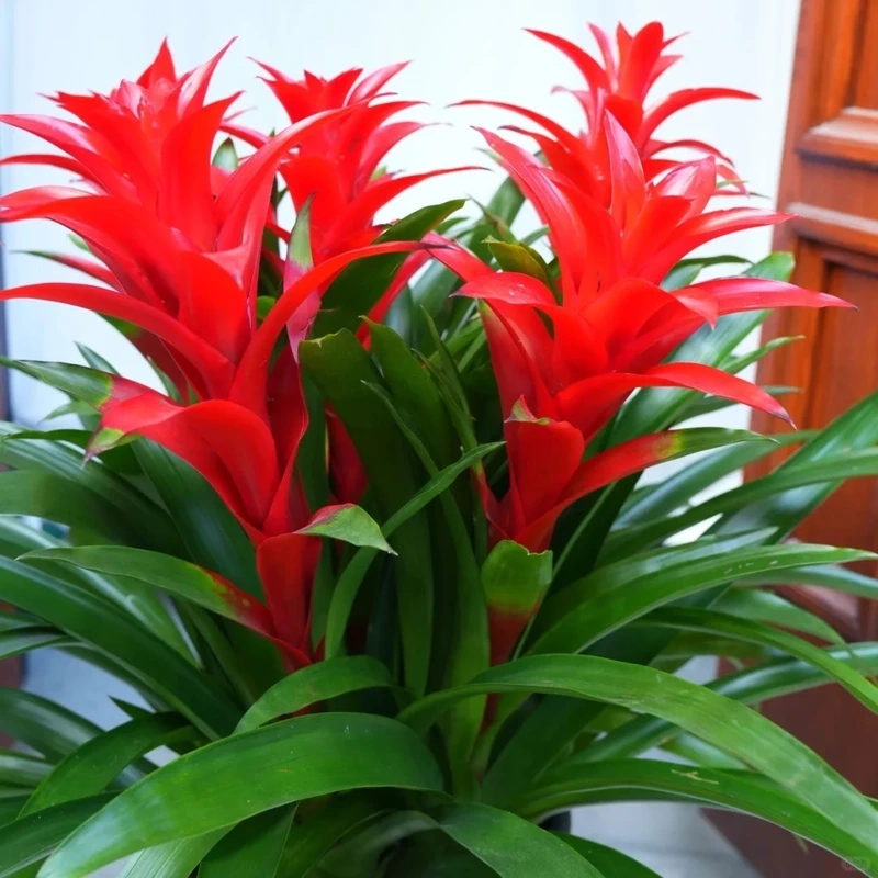 Dứa cảnh nến trang trí nhà tạo điểm nhấn độc đáo