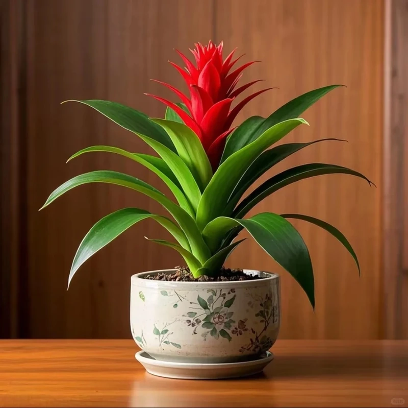 Cây dứa cảnh làm quà tặng ý nghĩa và tinh tế