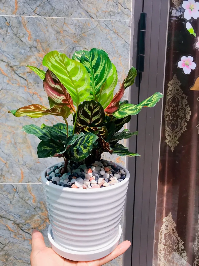 Ngắm nhìn các loại đuôi công giúp không gian thêm sinh động