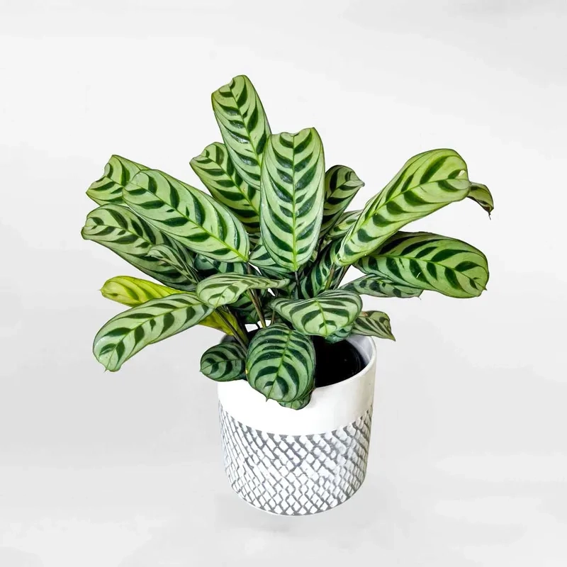 Cây cảnh đuôi công mang vẻ đẹp nhẹ nhàng cho nội thất