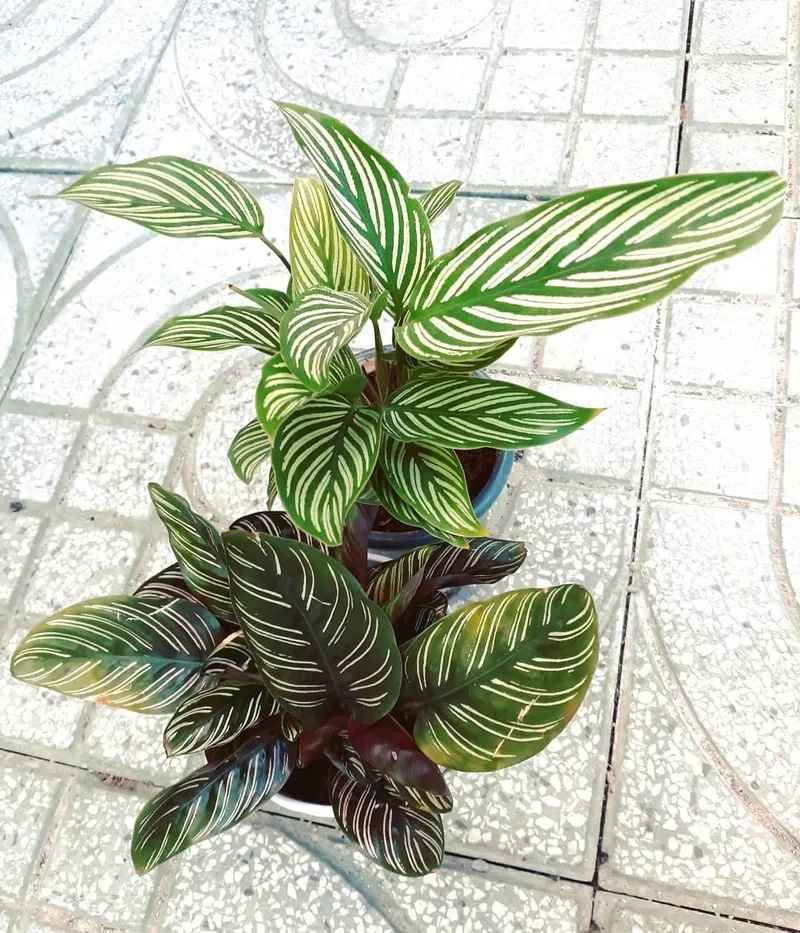 Vẻ duyên dáng của cây hoa đuôi công khiến ai cũng thích