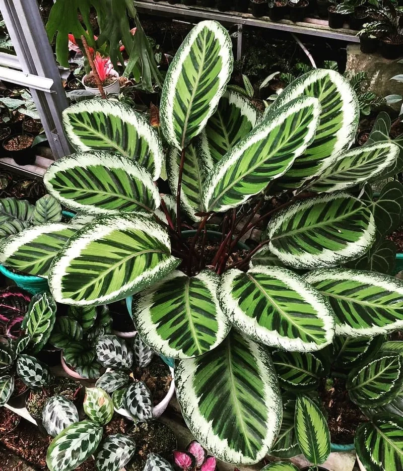 Màu lá cuốn hút từ cây đuôi cong xanh dễ trồng trong nhà