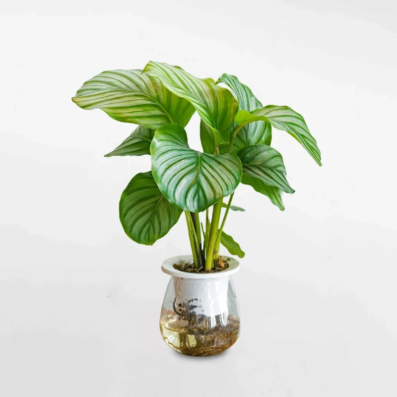 Hoa cây đuôi công nhỏ xinh tạo điểm nhấn nhẹ nhàng