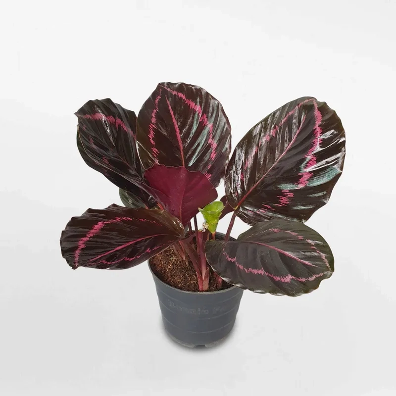 Nhiều người yêu thích tác dụng của cây đuôi công với sức khỏe