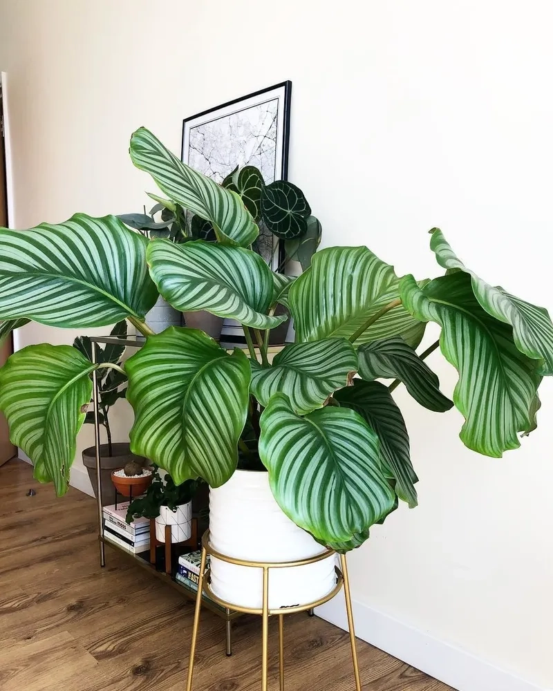 Ý nghĩa cây đuôi công gắn liền sự may mắn và hài hòa