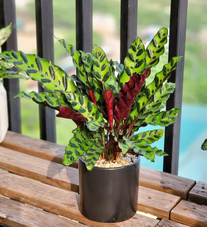 Cây đuôi công để bàn nhỏ gọn hợp góc làm việc