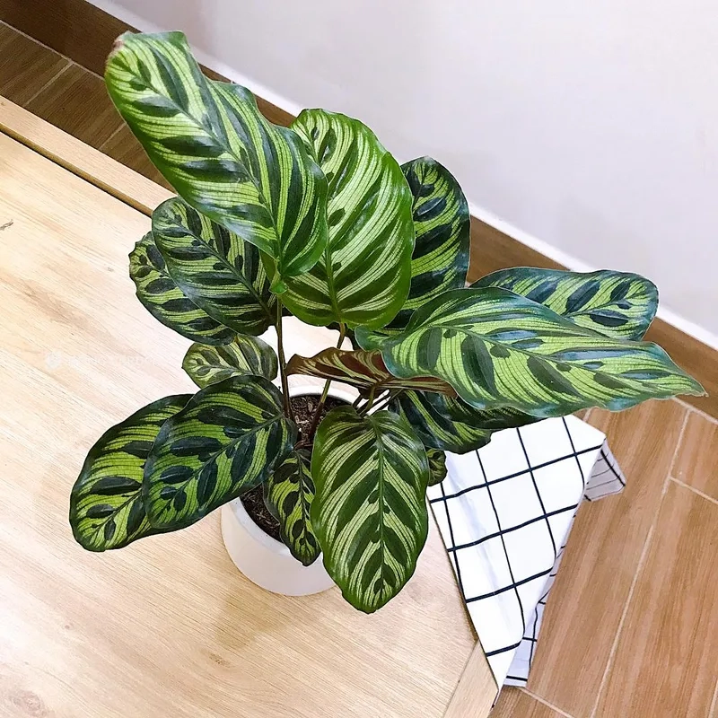 Cây đuôi công văn phòng tạo cảm giác thư giãn dễ chịu