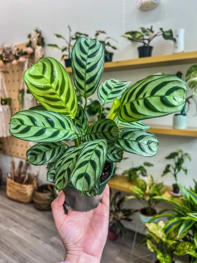 Nhiều gia đình chọn cây đuôi công trang trí phòng khách