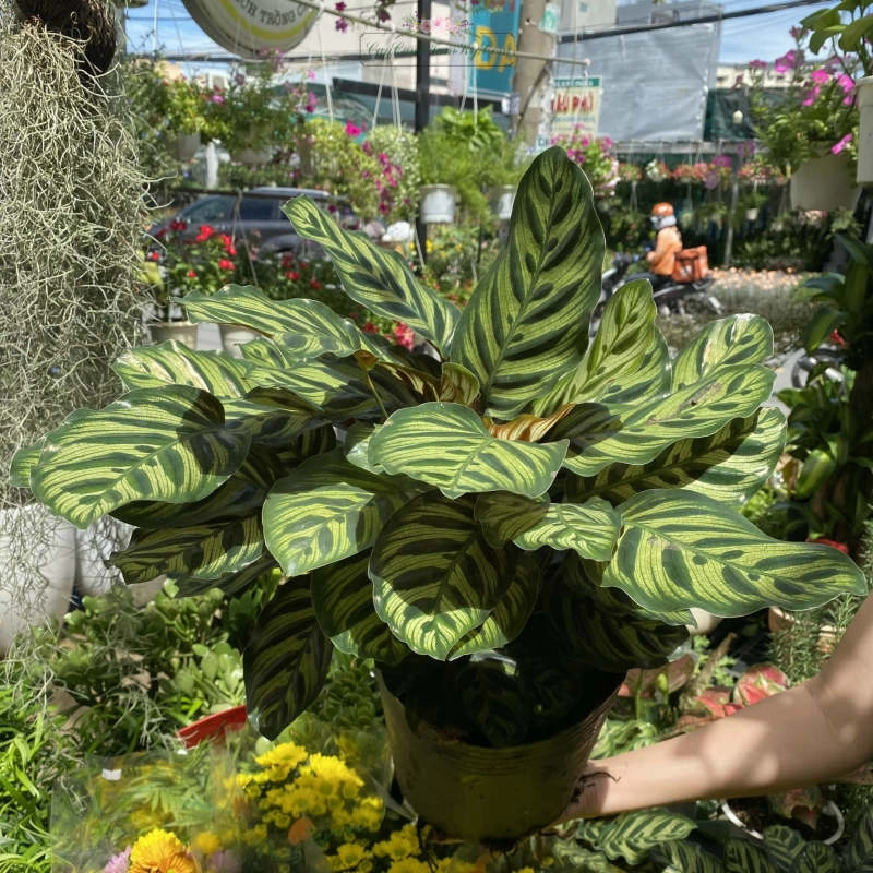 Không gian nổi bật hơn nhờ cây đuôi công xanh mát tự nhiên