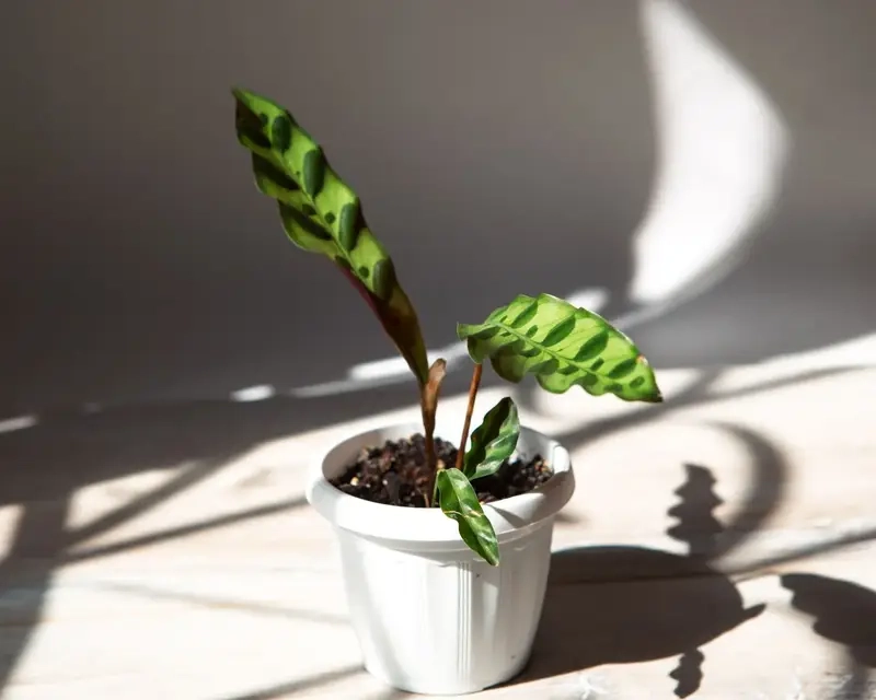 cây đuôi phụng xanh mát dễ trồng trang trí không gian