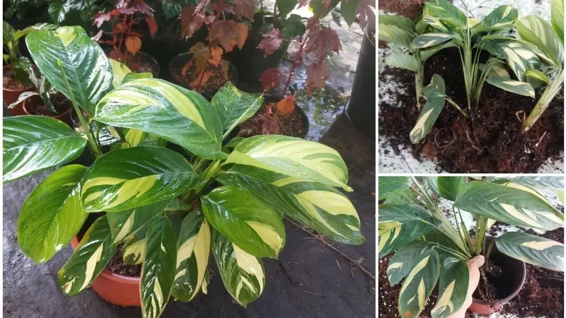 cách trồng hoa đuôi phụng giúp cây phát triển bền đẹp