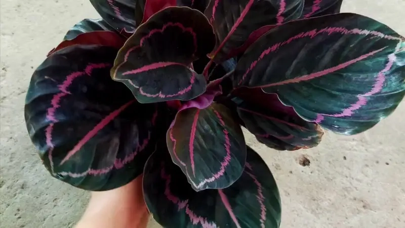 hình ảnh cây đuôi phụng nổi bật trong không gian sống