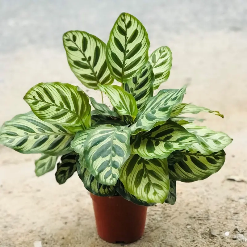 cây đuôi phụng hợp mệnh nào theo phong thủy Á Đông