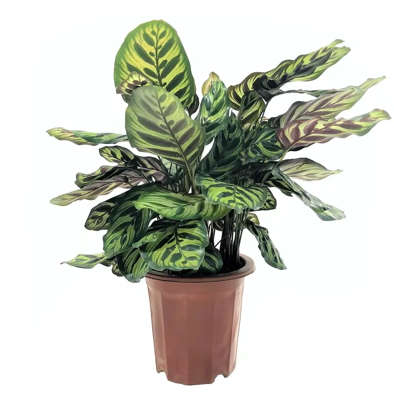 giá cây đuôi phụng hiện nay phù hợp nhiều nhu cầu